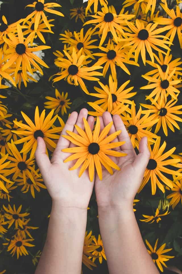 Les fleurs de Bach