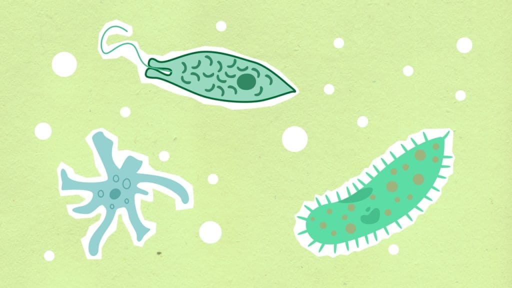 Les parasites et microbes selon le mythe actuel
