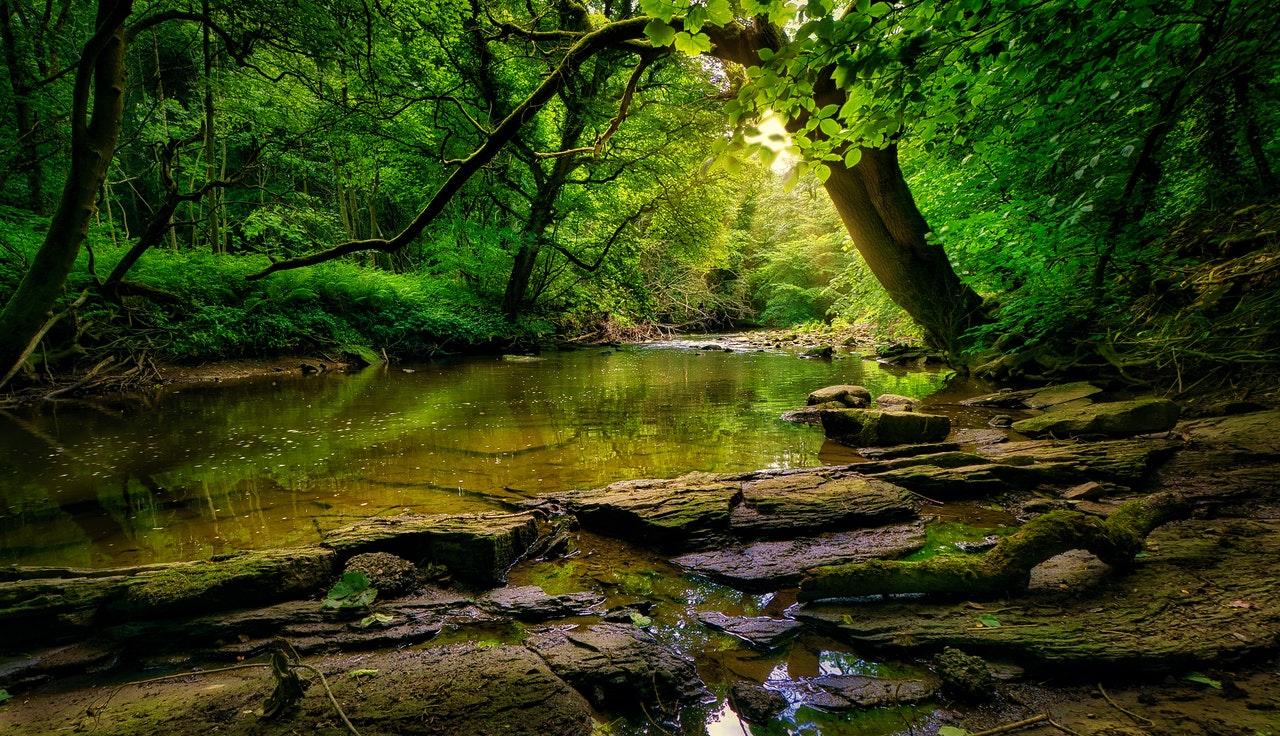 Bain de forêt et bienfaits naturels